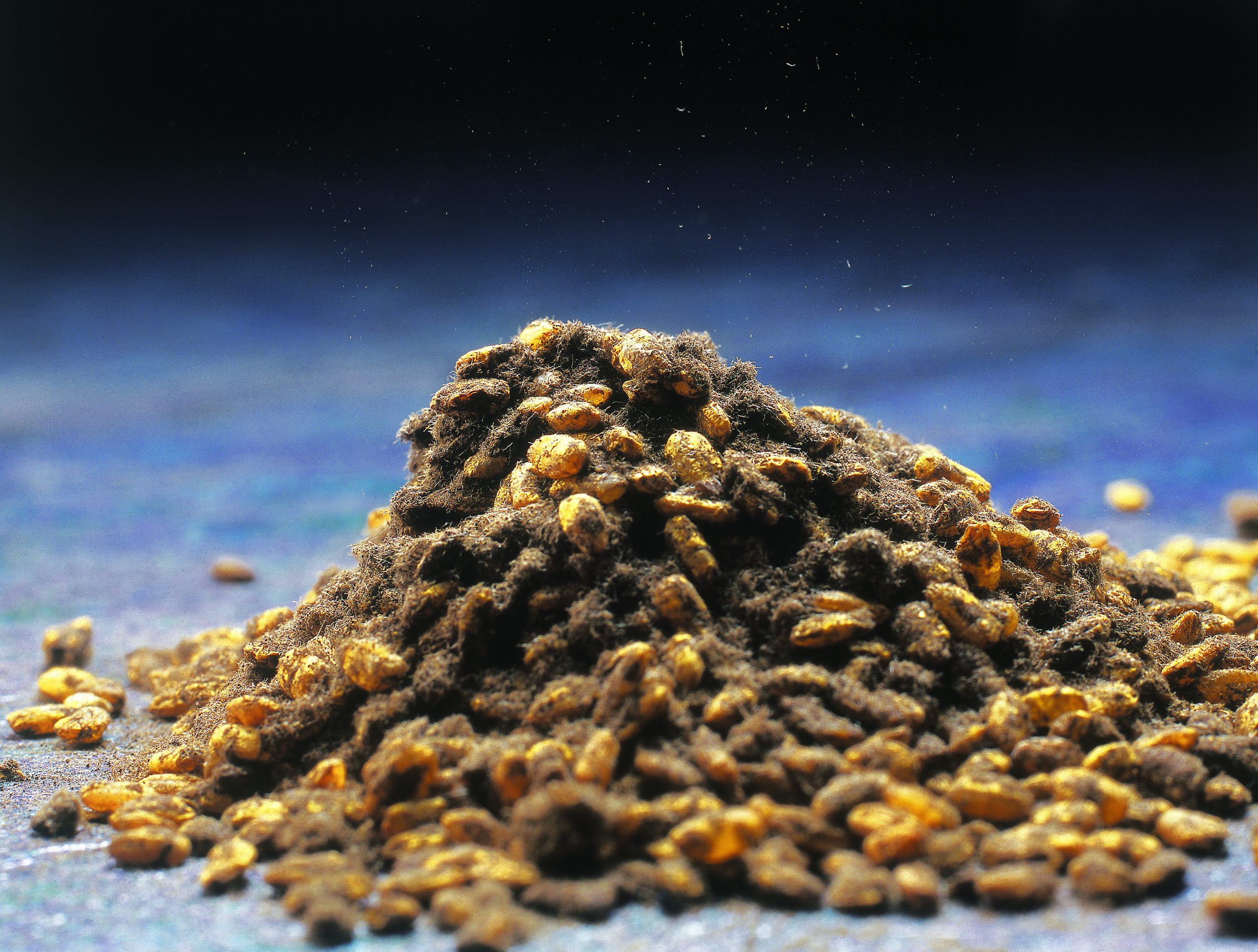 The one-of-its-kind, Gold Koji