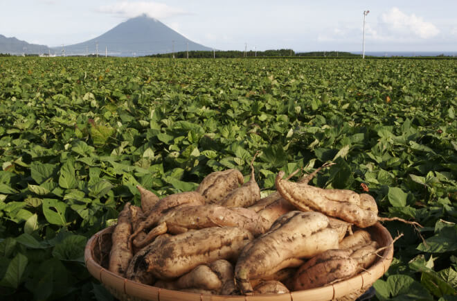 We use quality sweet potatoes grown in Satsuma (Kagoshima) as an ingredient